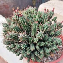 A photo of Euphorbia mammillaris