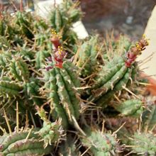 A photo of Euphorbia mammillaris