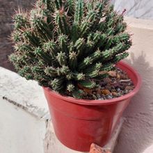 A photo of Euphorbia mammillaris