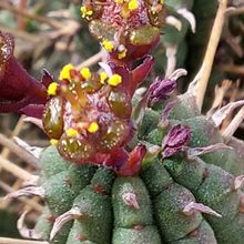 A photo of Euphorbia mammillaris