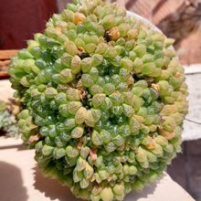 A photo of Haworthia cooperi var. truncata