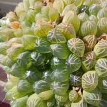A photo of Haworthia cooperi var. truncata