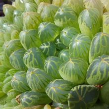 A photo of Haworthia cooperi var. truncata