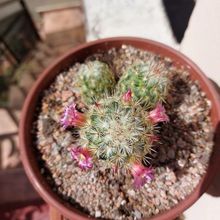 A photo of Mammillaria microhelia