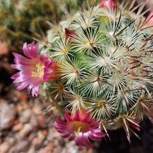 A photo of Mammillaria microhelia