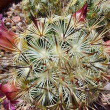 A photo of Mammillaria microhelia