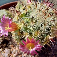A photo of Mammillaria microhelia