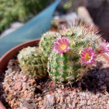 A photo of Mammillaria microhelia