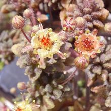 A photo of Monanthes muralis