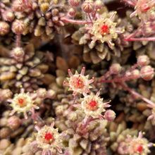 A photo of Monanthes muralis