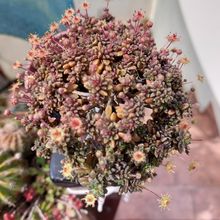 A photo of Monanthes muralis