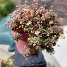 A photo of Monanthes muralis