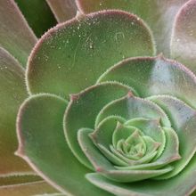 Una foto de Aeonium Velour (Aeonium canariense x A. arboreum Zwartkop) (HIBRIDO)