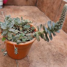 A photo of Orostachys boehmeri