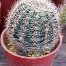 A photo of Echinopsis aurea