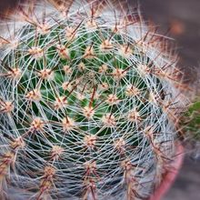 A photo of Echinopsis aurea