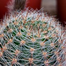 A photo of Echinopsis aurea