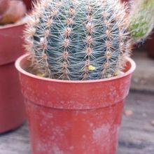 A photo of Echinopsis aurea