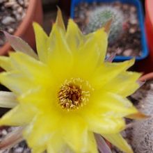 A photo of Echinopsis aurea