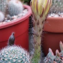 A photo of Echinopsis aurea
