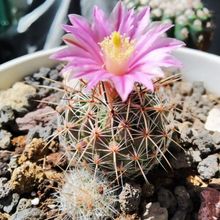 Una foto de Thelocactus conothelos ssp. argenteus