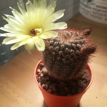 A photo of Parodia erubescens