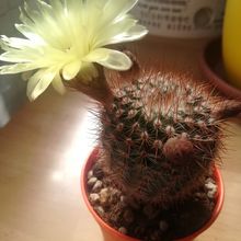 A photo of Parodia erubescens