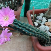 Foto de un cactus que se está identificando actualmente