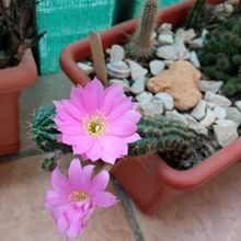 Foto de un cactus que se está identificando actualmente