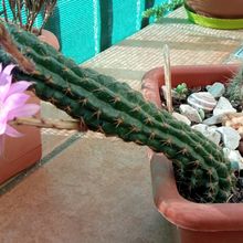 Foto de un cactus que se está identificando actualmente