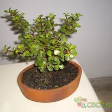 Una foto de Portulacaria afra