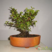 Una foto de Portulacaria afra