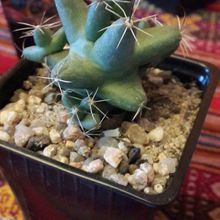 A photo of Coryphantha macromeris subsp. runyonii