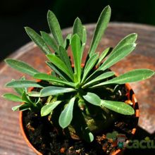 Una foto de Euphorbia bupleurifolia x susannae