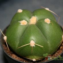 A photo of Gymnocalycium horstii
