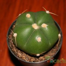 A photo of Gymnocalycium horstii