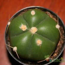 A photo of Gymnocalycium horstii