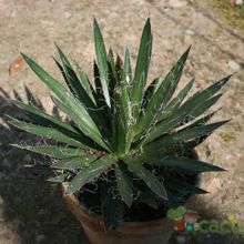 Una foto de Agave schidigera