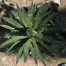 Una foto de Agave schidigera