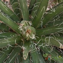 Una foto de Agave schidigera