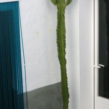 A photo of Euphorbia candelabrum