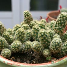 A photo of Mammillaria elongata