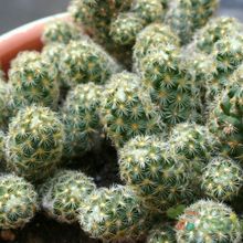 A photo of Mammillaria elongata