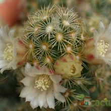 A photo of Mammillaria elongata
