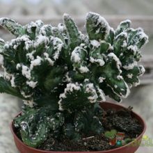 Una foto de Cereus spegazzinii fma. crestada