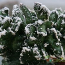 Una foto de Cereus spegazzinii fma. crestada