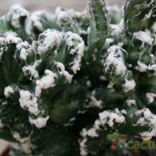 Una foto de Cereus spegazzinii fma. crestada