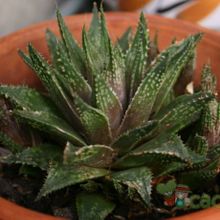 Una foto de Haworthia reticulata var. reticulata