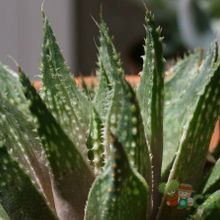 Una foto de Haworthia reticulata var. reticulata