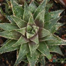Una foto de Haworthia reticulata var. reticulata